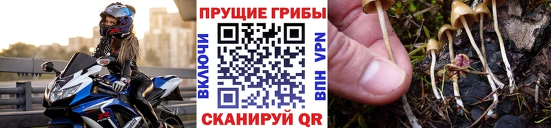 закладки  Елизаветинская  Галлюциногенные грибы GOLDEN TEACHER 